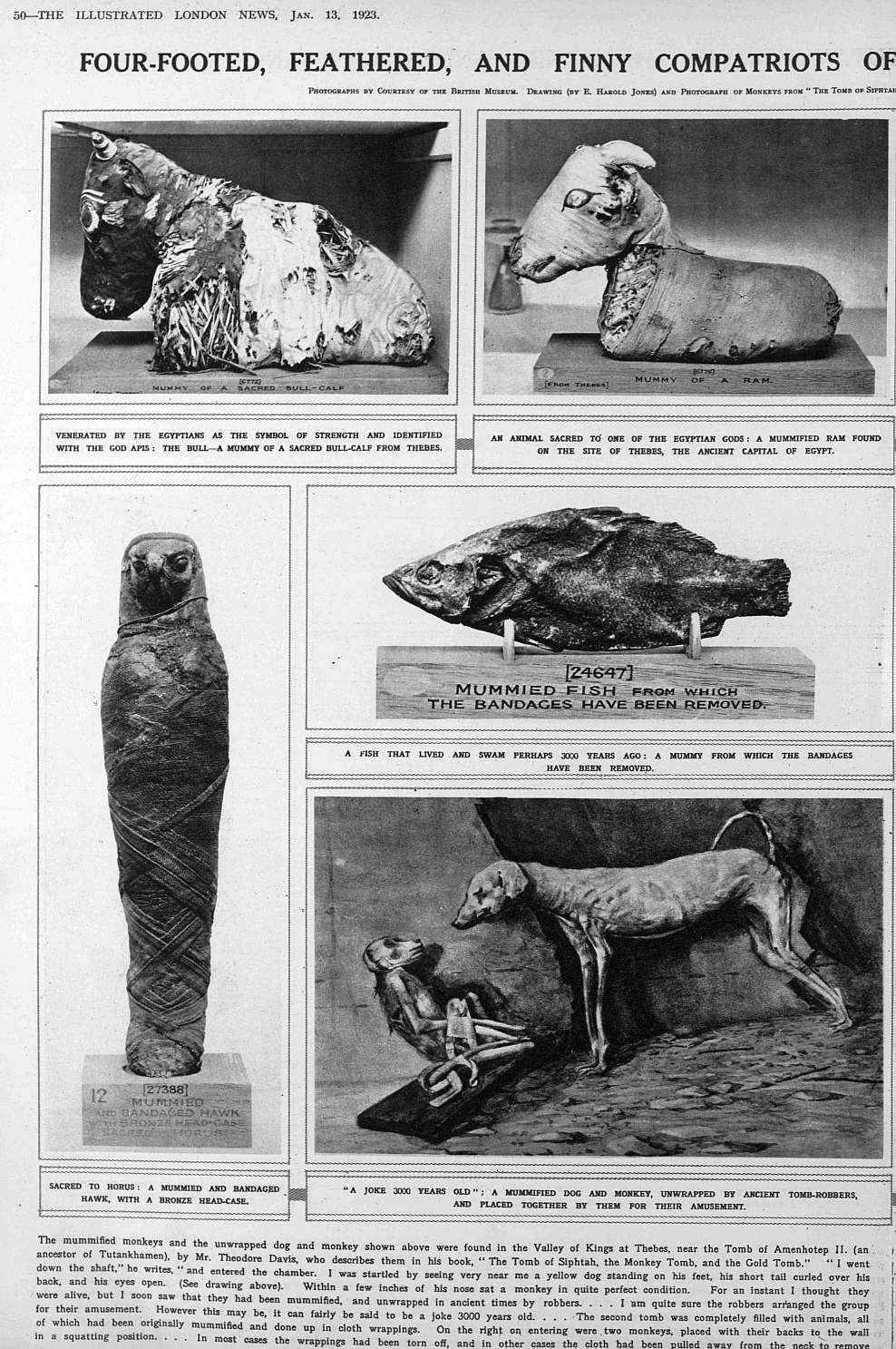 1923 mummified animals